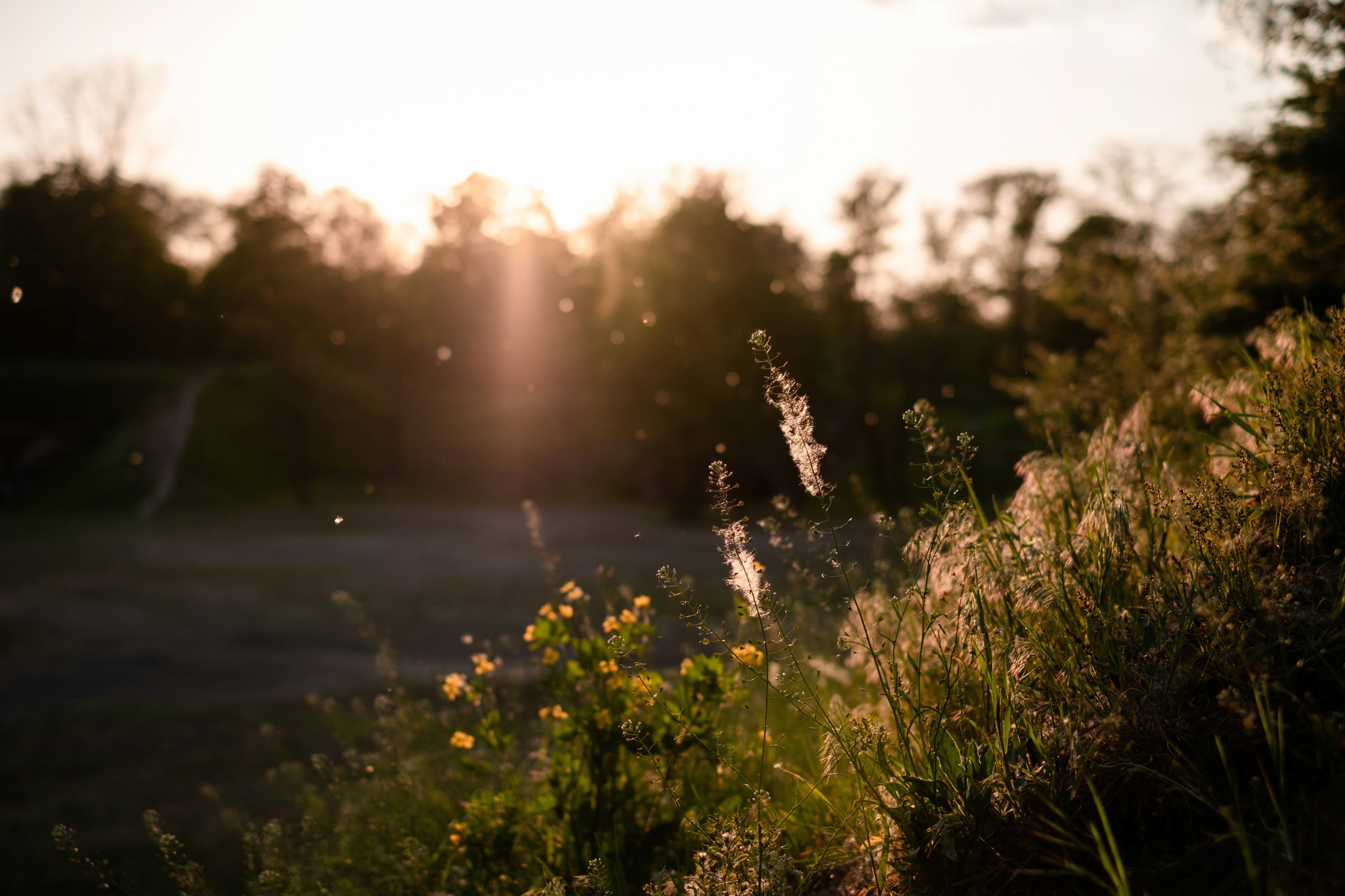 Meteorology & Landscaping